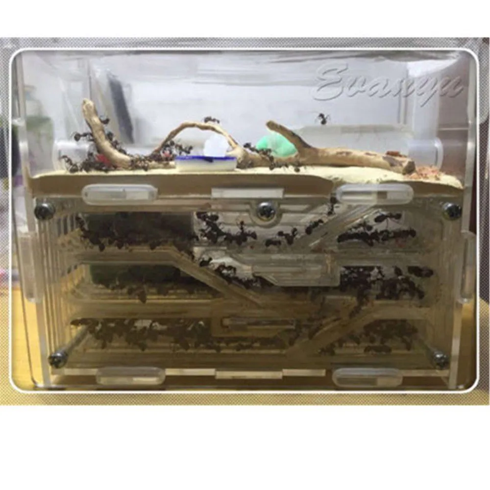 

Acrylic Ant Nest Farm Ants Ecological Nest Ants Insect Living Cages 150x54x110mm