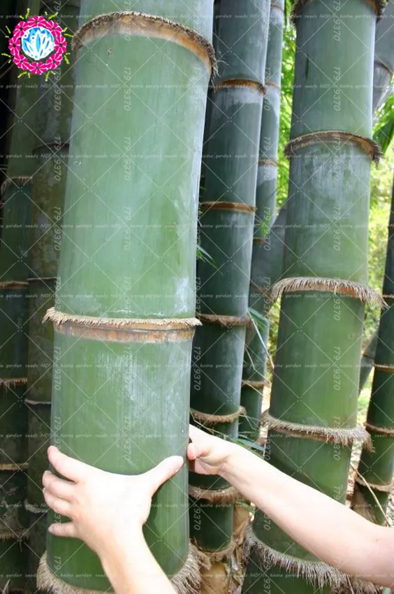 

40pcs Gaint bamboo Bonsai 100%true fresh Thick bamboo decorative garden,beaufitul bonsai bambu tree for home garden plants