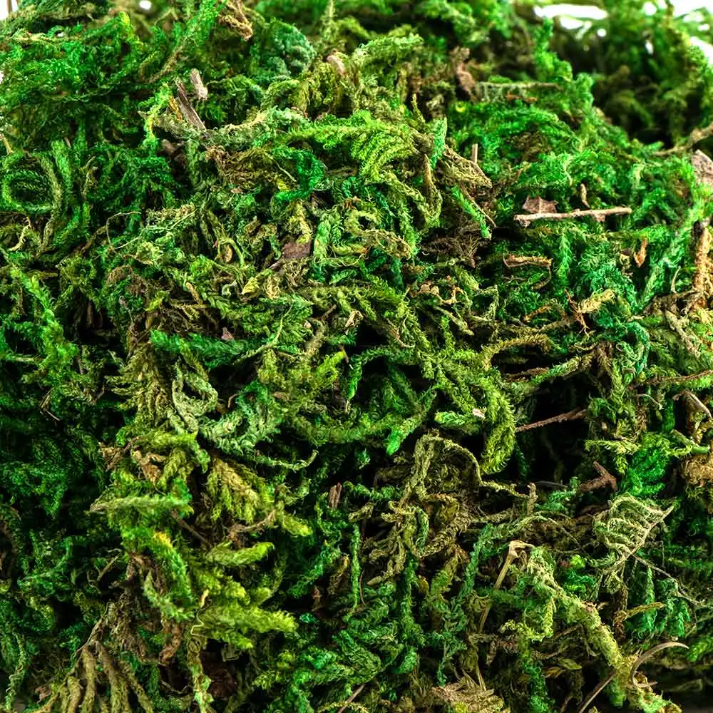 Мох консервированный. Мох сушеный. Мох нунбей. Столы с мхом и декором. Мох плантмос.