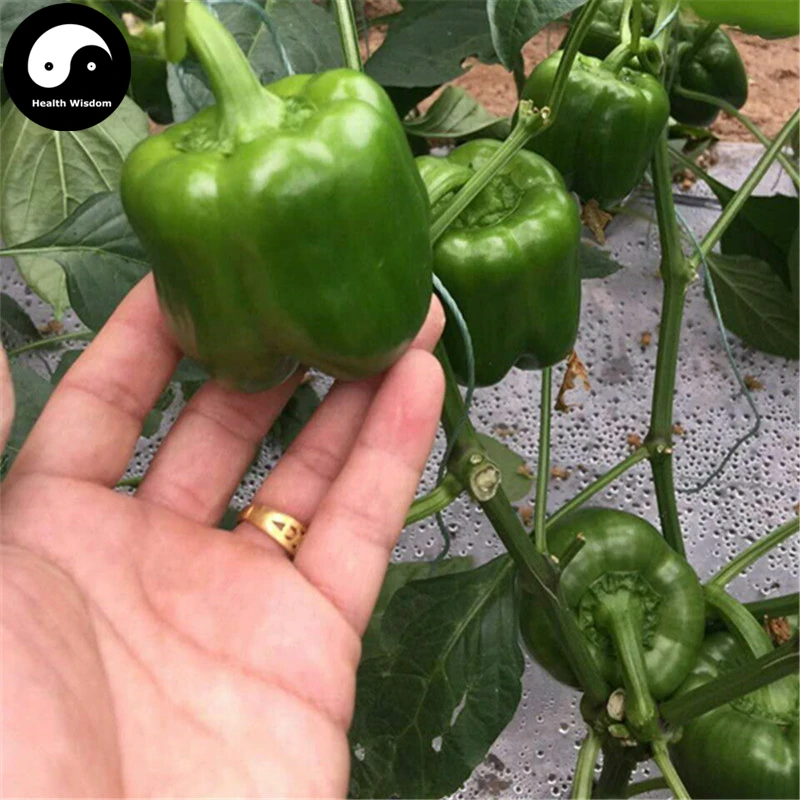Buy Green Sweet Pepper Semente 100pcs Plant Bell Pepper Vegetables