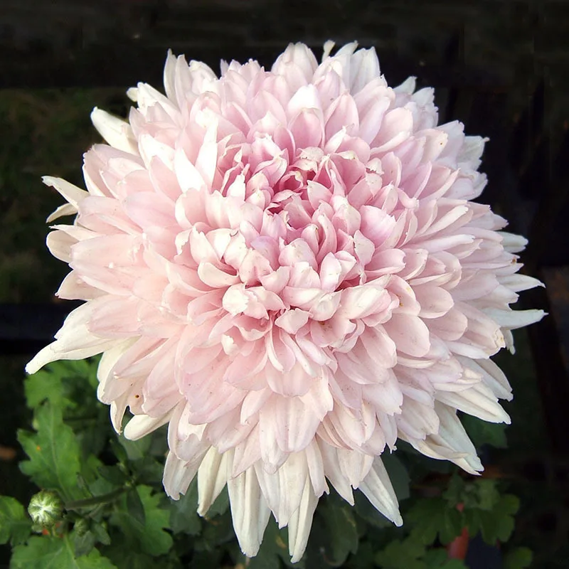 ZLKING 100 pcs/bag Beautiful Light Pink Chrysanthemum Chrysanthemum