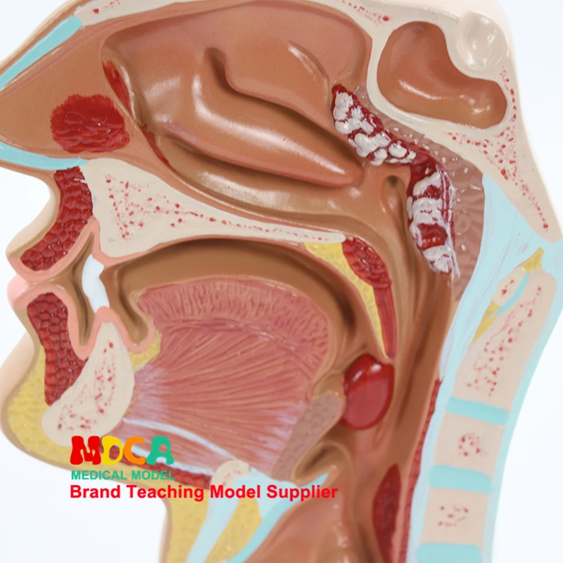 Патологии головы анатомическая модель полости рта Медицина кровеносных сосудов нерва носовой полости горло манекен для медицинского