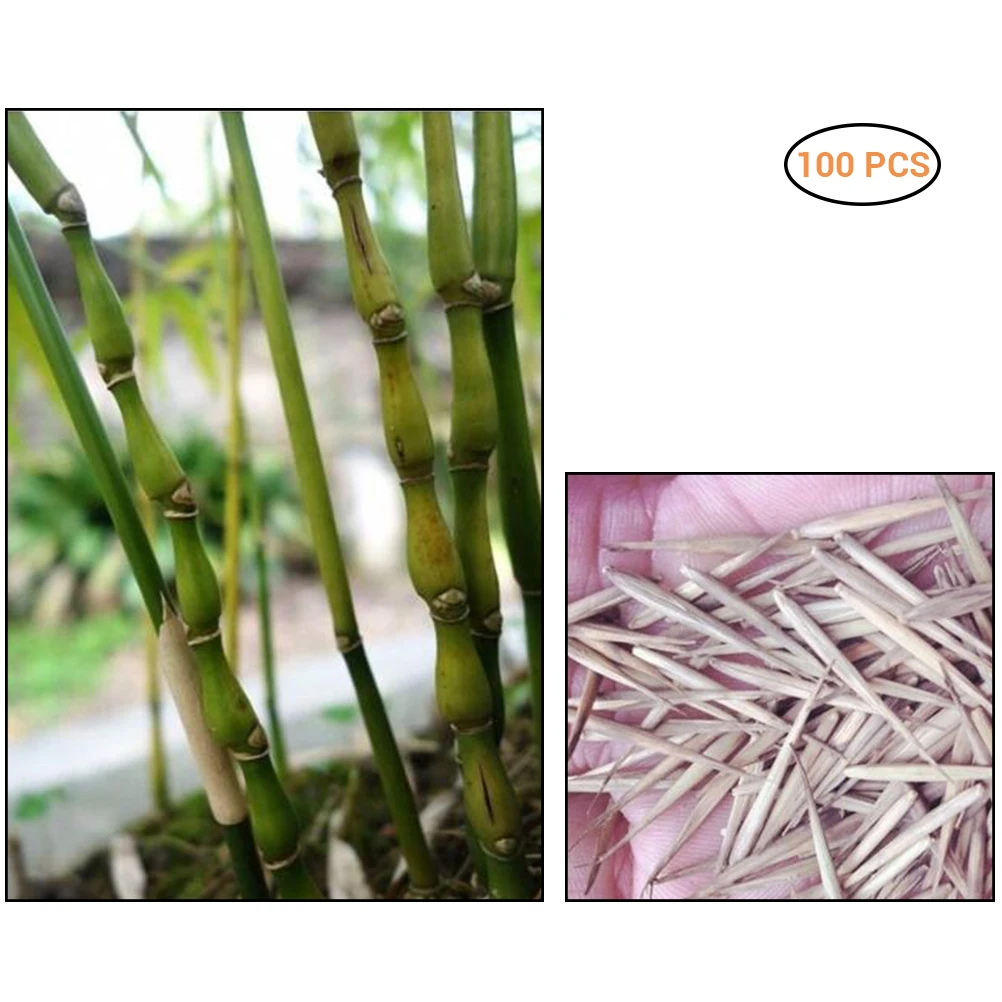 

100 Pcs Rare Palm Tree Seeds Bonsai Decorative Garden Bambusa Bonsai herb Bonsai Plant For DIY Home Garden Dropshipping