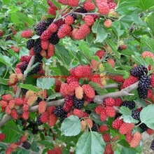 

100 nutrient Pre-Stratified Jumbo Thornless Blackberry Seeds juicy sweet healthy fruit DIY Home Garden Fruit Seeds
