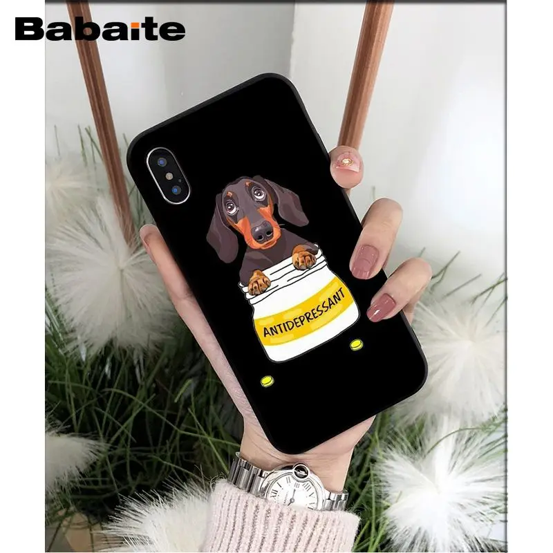 Dachshund dog