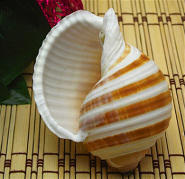 Conch Roll3.jpg