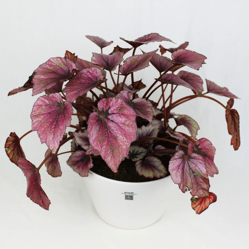 

100 Pcs Basilicum Bonsai Basil Sweet Vegetable Fragrant For Home Garden Planting Medicinal