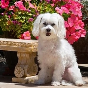 USA  California Maltese sitting next to garden bench with flowers Print by Zandria Muench Beraldo (36 x 24)