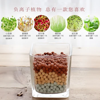 

Negative ion radiation proof glass Tao Tanqiu bedroom office potted hydroponics Mini cute plant
