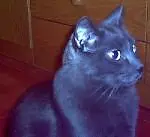 I***i