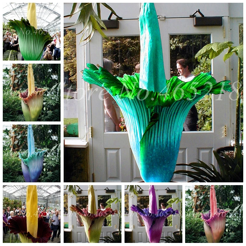 

100 pcs Corpse flower Plants,the Titan arum is also known as the"Corpse flower"or"Corpse plant",bonsai plant for home garden