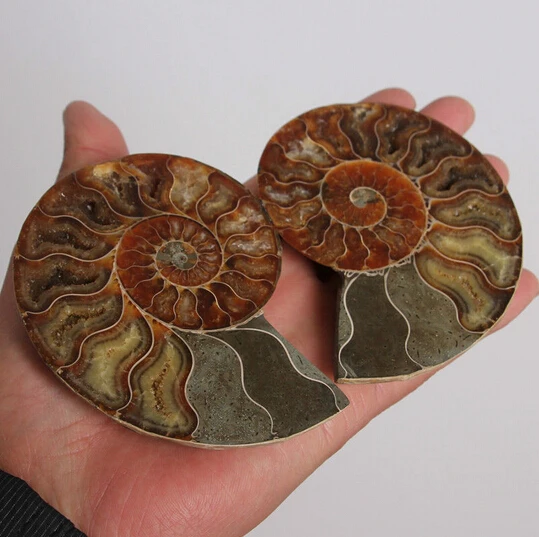 

WBY---412++++1 pairs of Split Ammonite Fossil Specimen Shell Healing Madagascar asx