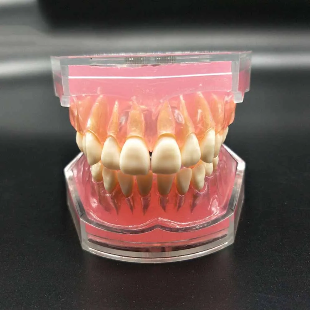 

FiXangRo Dental Standard Model with Removable Teeth Dental Study Teach Teeth Model