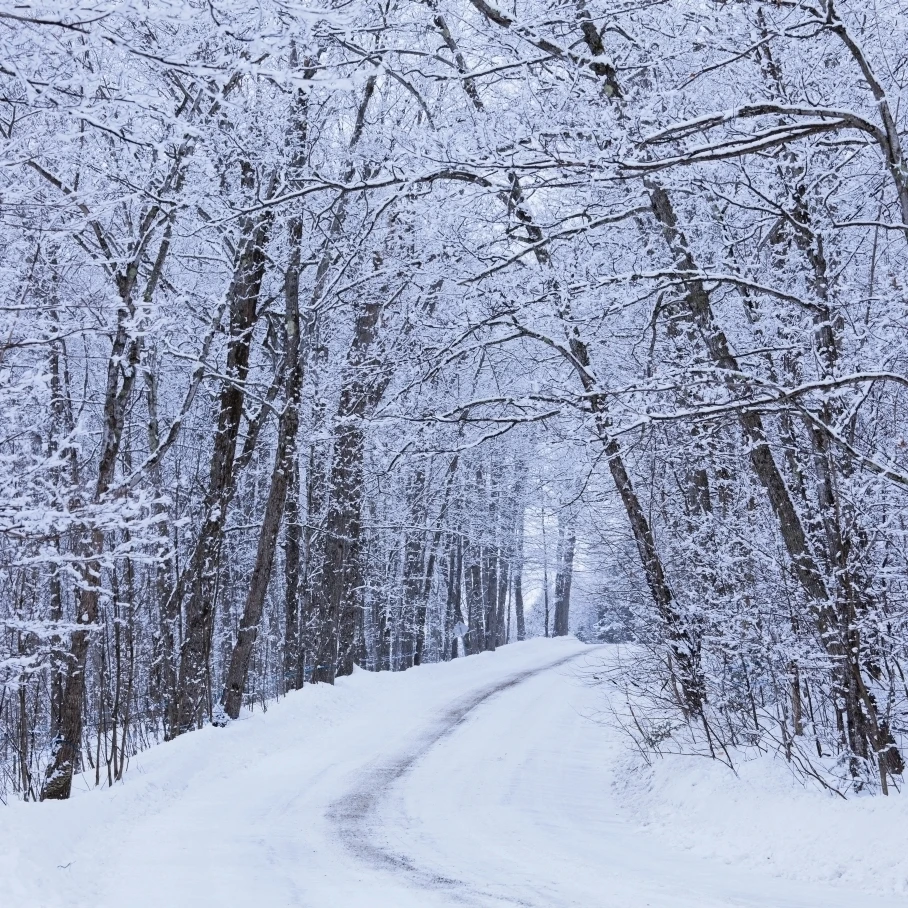 Road Across Snow-Covered Forest; Saint-Adrien-D'irlande Quebec Canada Poster Print (32 x 28)
