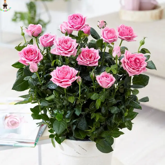 Hot Sale 200 Pcs Mini Rose Bonsai Garden Decoration