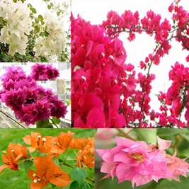 

20pcs/bag Bougainvillea potted flower variety selections
