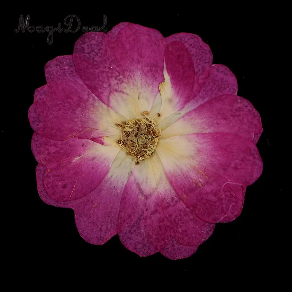 12 Pieces Chinese Rose Pressed Natural Dried Flower for DIY Resin Ornament Candle Making Decoration Purple 3-4cm