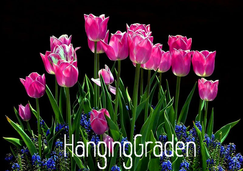 Большая распродажа, тюльпан бонсай, тюльпан цветы, Красивый тюльпан 19 сортов можно выбрать-100 сад,# I74RL9