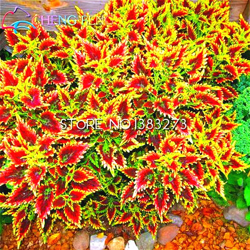 Free Shipping 30pc Chinese Japanese Bonsai Coleus Seeds Foliage Plants Perfect Color Houseplants For Mini Garden