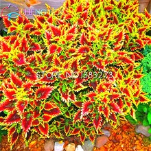 Free Shipping 30pc Chinese * Japanese Bonsai Coleus Seeds Foliage Plants Perfect Color Houseplants For Mini Garden Watch Plante