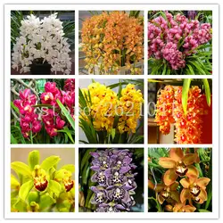 100 шт. Cymbidium Орхидея, Cymbidium, цветок бонсай, 12 цветов на выбор, завод для домашнего сада