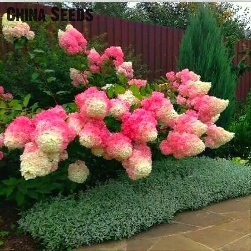 30pcs bag Hydrangea Seeds Rare Bonsai Tree Hydrangea Flower Seeds Potted Diy Plant For Home Garden