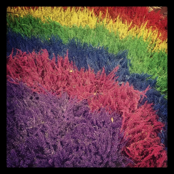 

hot sale 100pcs/bag rainbow lavender flower outdoor plant