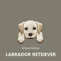 LABRADOR RETEIEVER
