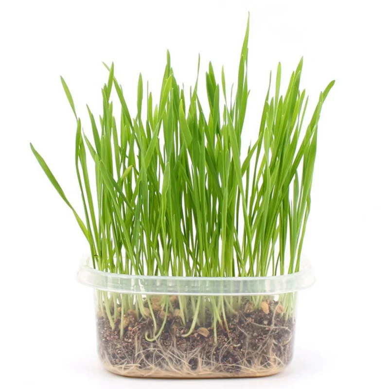 

Easy To Plant Cat Grass Growing Kit Organic Cat Hairball Treatment Pet Snacks Treatment Indoor Healthy Treats Kitten Food