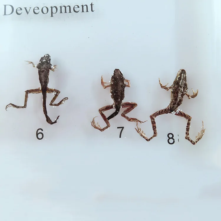 Реальный Tadpole лягушка процесс развития образец модель лягушка животных рост история образцы биологической зоологии учебные материалы
