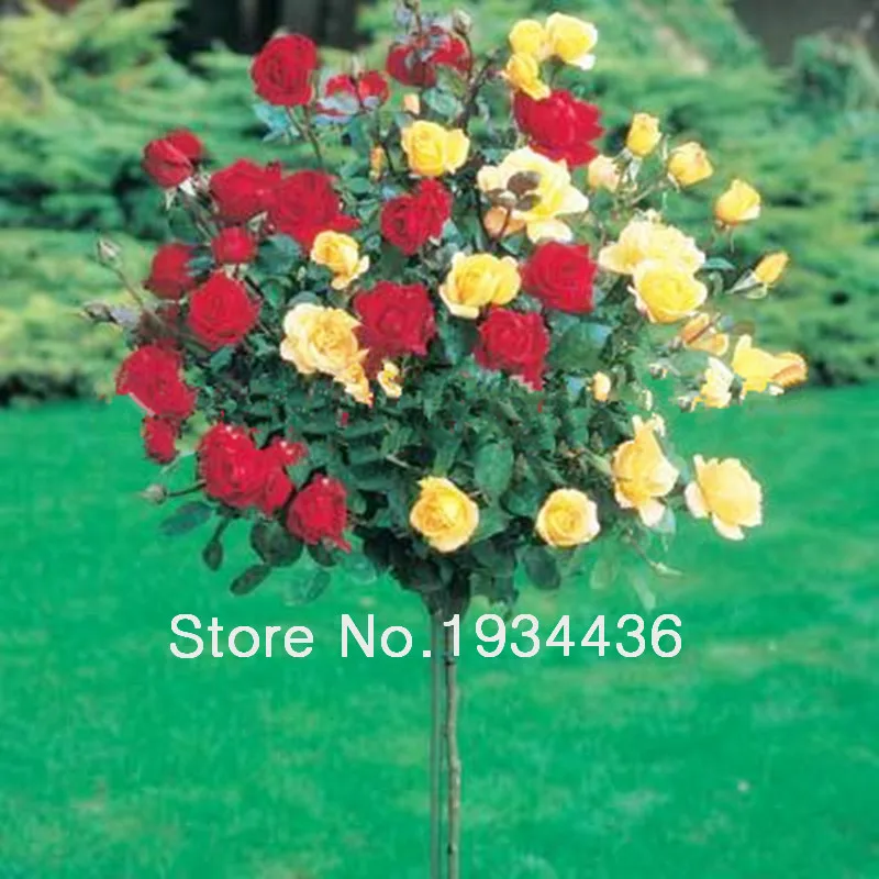 

10 Pcs Rose Tree,Rose flower,Bonsai Tree Flower, Rose Tree Plant Balcony & Yard Potted for Home Garden Perennial Flower Plant