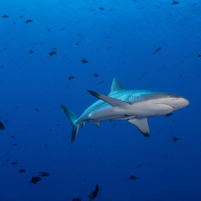 Grey reef shark patrolling in blue water  Palau  Micronesia Poster Print (34 x 22)