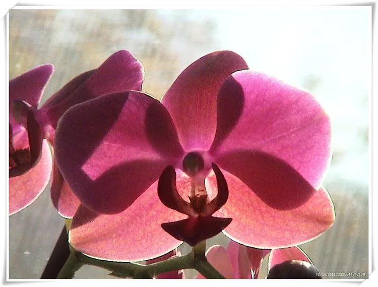 

diy 5d diamond painting Cross stitch flowers Diamond Mosaic Pictures Living Room diamond embroidery Hand Made Diamond Paintings