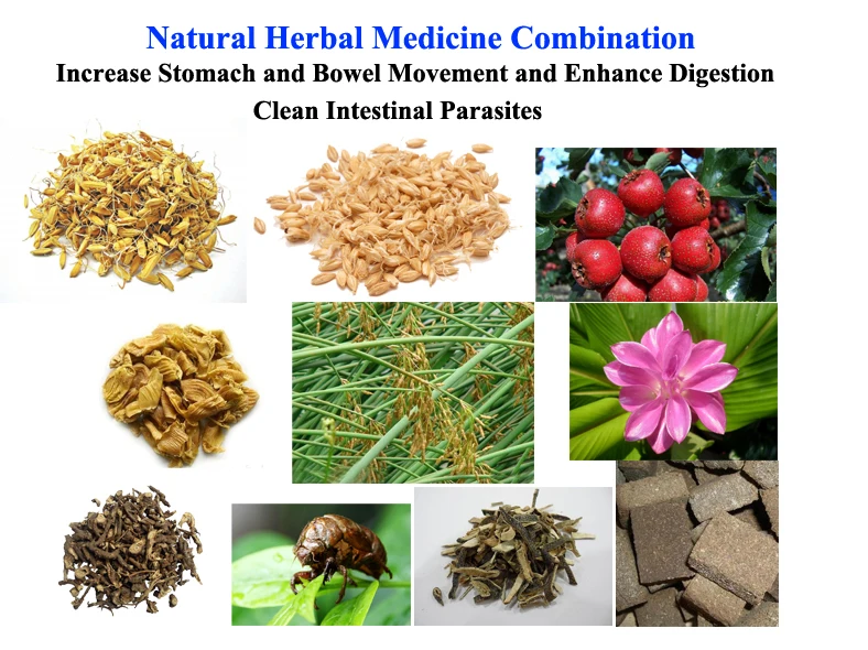 Natural Herbal Medicine Combination Increase Stomach and Bowel Movement