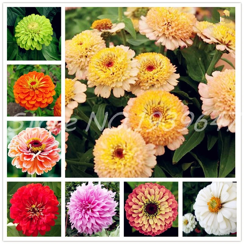 

100 Pcs Zinnia Bonsai Rare Variety Heat Tolerant Garden Flower Flowering Plants Potted Charming Chinese Flowers Easy Growing