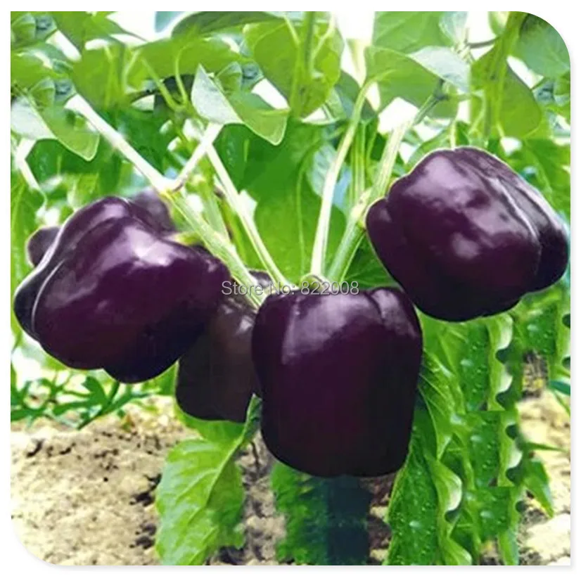 صور النبات الاحمر - صفحة 2 8PCS-Purple-sweet-pepper-Seeds-Seasoning-seed-Balcony-font-b-Garden-b-font-Vegetables-Healthy-organic