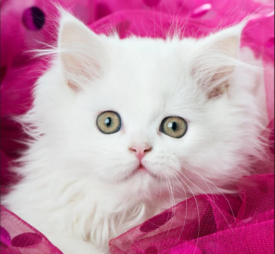 カスタム壁画壁紙3d 猫目子猫動物壁紙papelデparede コーヒーショップリビングroomtv壁寝室壁紙 Mural Wallpaper 3d Mural Wallpaperwallpaper 3d Aliexpress