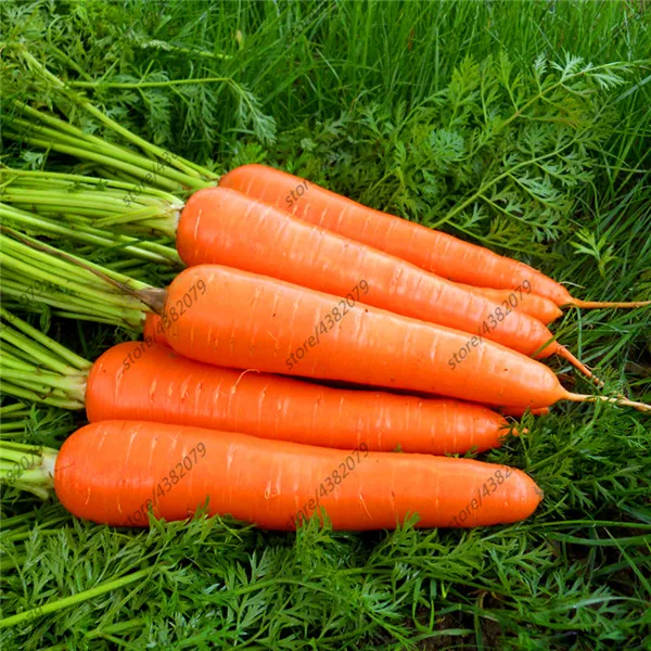 

200pcs carrot Organic fruit vegetable Delicious Home Garden Bonsai Plant Easy to grow