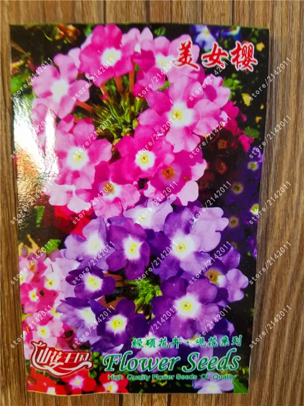 

True Mixed color,Verbena hybrida Bonsai flower for home garden plants 100% real factory package