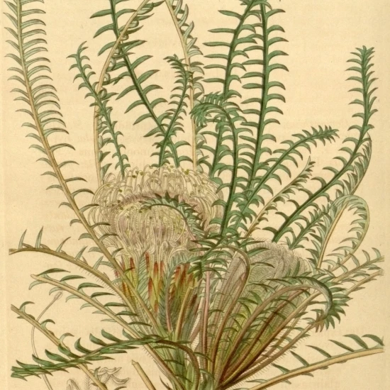 Botanical Print Of Dryandra Arctotidis Poster Print (36 x 54)