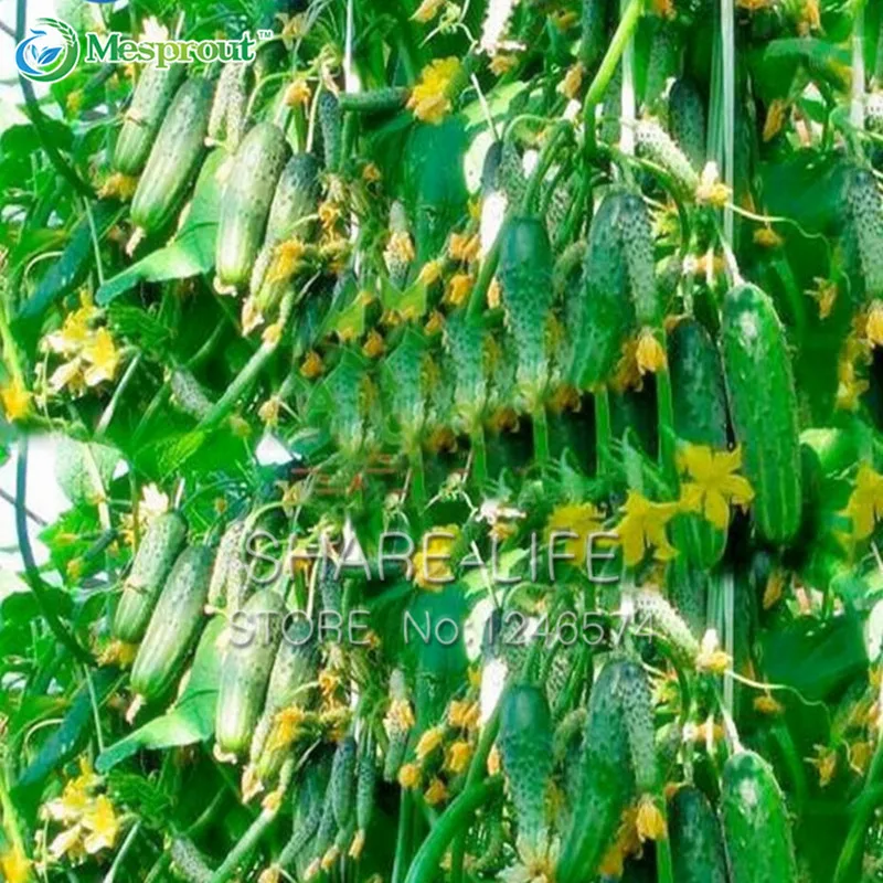 

Green Vegetables Bonsai Dutch Cucumber Cuke Bonsai - 20 Bonsai Mini Fruit Cucumbert Bonsai
