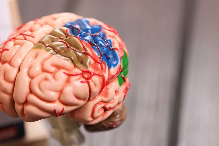 4D модель мозга модель структуры мозга собранная Анатомия человека мерная модель