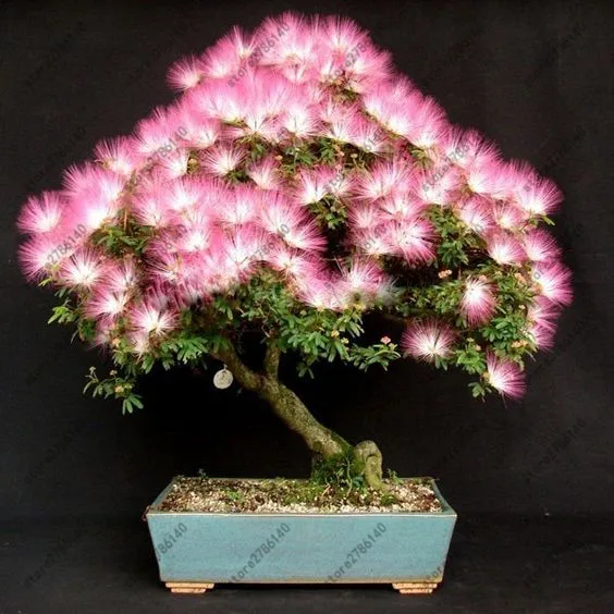 20 pcs Albizia (Acacia) Julibrissin Tree (mimosa/persian Silk Tree) Mini Potted Bonsai Flower ,diy Home Miniature Garden plant