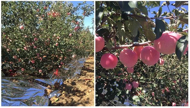 80cm-60cm-width-agricultural-pet-reflective-mylar-film-greenhouses-fruit-trees-apple-grapes-increasing-temperature-light