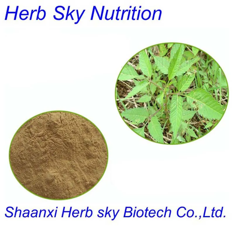 Organic Sticktight Extract 10:1 For Health Care 400g/lot |