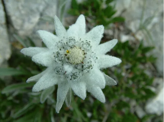 

Imported bonsai,20pcs/lot Edelweiss (Leontopodium alpinum)bonsai flower bonsai bonsai plant DIY home garden