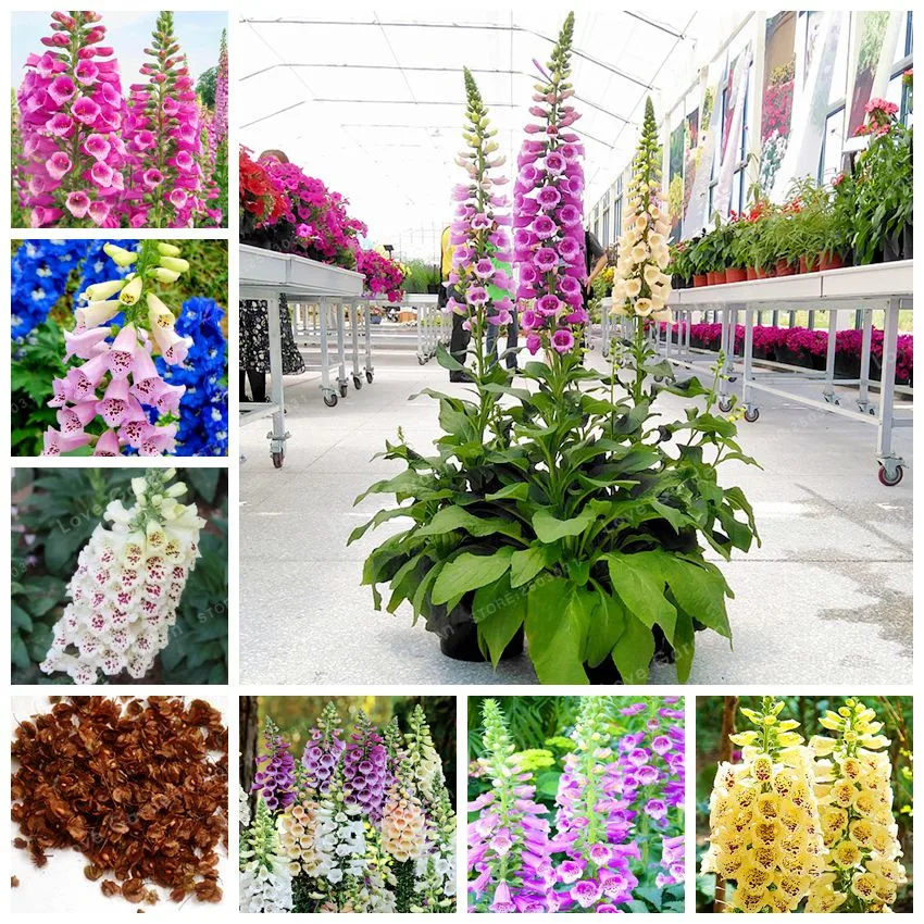 50 Zaden/Tas Gemeenschappelijke Vingerhoedskruid Bloemzaden Perennial