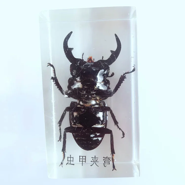 Насекомое встраивание образцов настоящий Жук Weevil таракан образец модель биологическая энтомология учебные материалы Смола ремесло