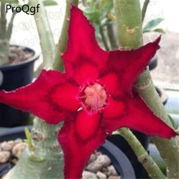 

Prodgf 5Pcs A Set rare shape red Adenium Desert Rose