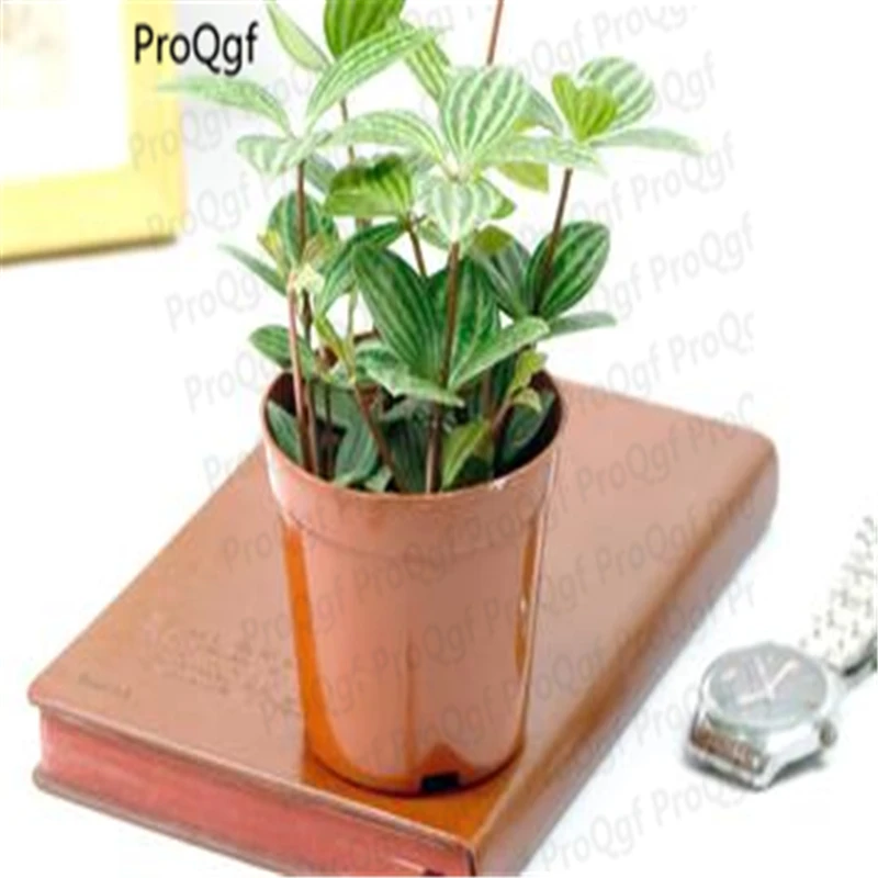 

3Pcs A Set Peperomia tetraphylla Plant